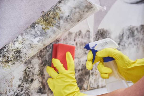 Best Commercial Mold Inspection  in Maineville, OH